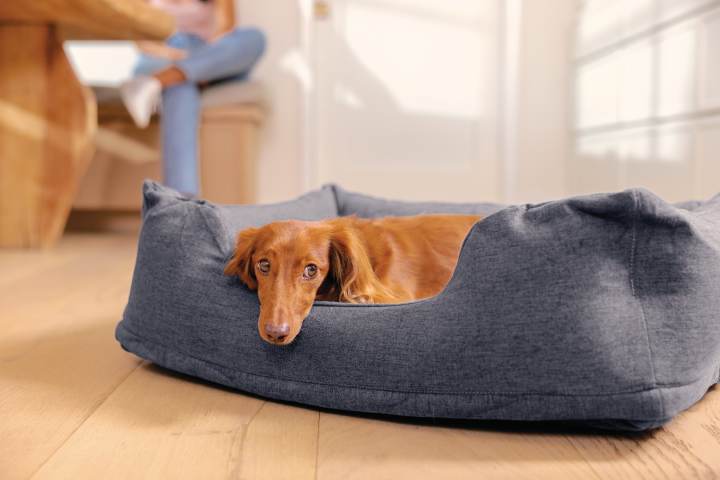 Animale de companie Intex